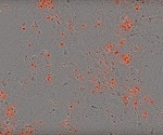 Real-Time, Automated Cytotoxicity Assays within a Tissue Culture Incubator