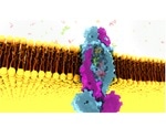 SLAC structural biologist discovers a strange cavity in key tuberculosis protein