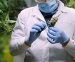 Study shows legal marijuana products too strong for pain relief