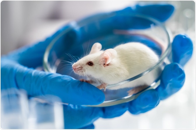 rodent model