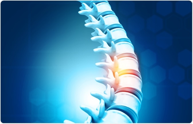 Vertebrae Vertebrae