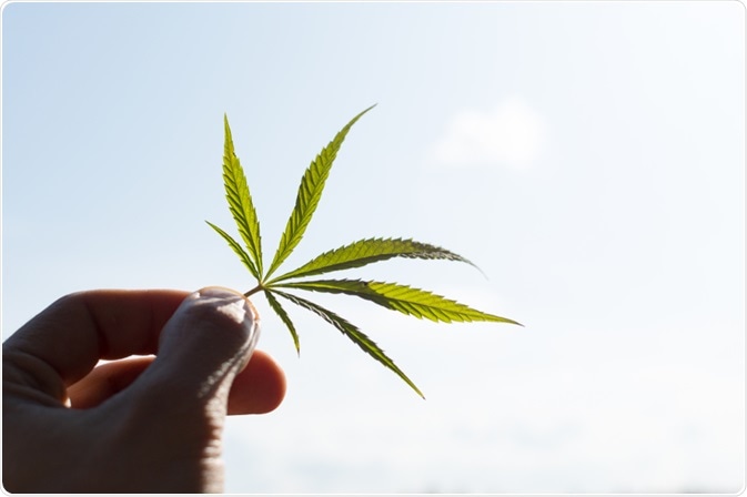 cannabis