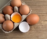 Eating an egg a day is OK