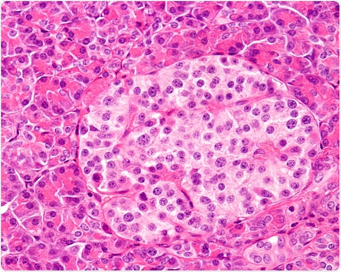 Islet Cells