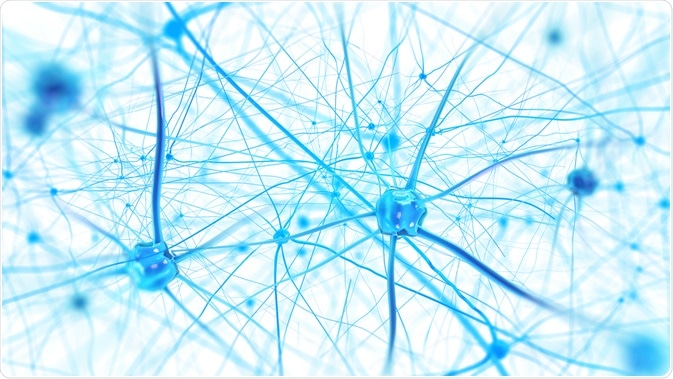 neurons