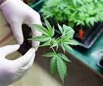 How cannabis interacts with medications