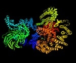What is the mTOR Signaling Pathway?