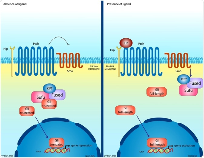 hedgehog signaling