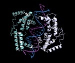 What are Homeobox Genes?