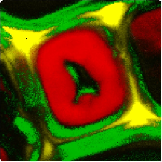Raman image of a lignified plant cell.