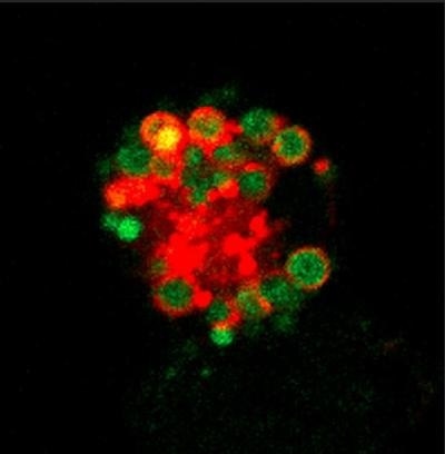 macrophage