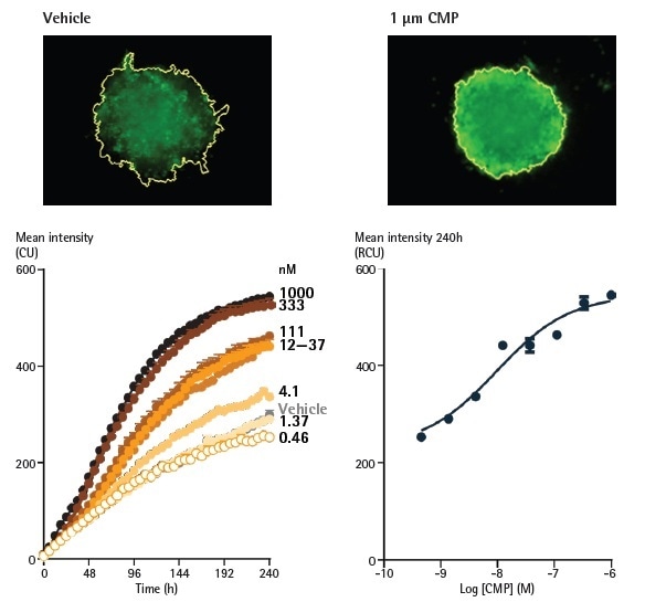 Effect of camptothecin (CMP) on A549 cells reported by Annexin V Green reagents in a 3D spheroid assay. A549 cells were seeded at a density of 2,500 cells/well in ULA round bottom plates and spheroids were formed for 96 h. Spheroids were treated with CMP (0.5 nM - 1 µM) or vehicle (0.1% DMSO), and apoptosis was reported using Annexin V Green. Effect of camptothecin (CMP) on A549 cells reported by Annexin V Green reagents in a 3D spheroid assay. A549 cells were seeded at a density of 2,500 cells/well in ULA round bottom plates and spheroids were formed for 96 h. Spheroids were treated with CMP (0.5 nM - 1 µM) or vehicle (0.1% DMSO), and apoptosis was reported using Annexin V Green.