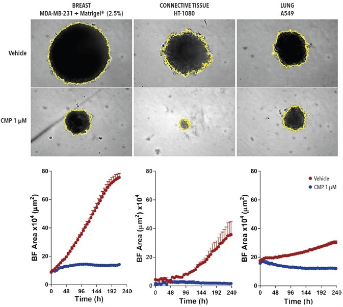 BF analysis enables accurate kinetic quantification of spheroids. The differential pharmacological effect of 1 µM CMP on growth of MDA-MB-231, HT-1080 and A549 cells in a spheroid assay. Cells were grown in ULA roundbottom 96- well plates (2,500 cells per well) for 72-hours and treatment with ± 1 µM CMP followed. Segmented BF images compare treated vs. un-treated conditions at 240-hours. Time-courses illustrate the specific cell type-dependent kinetic profile of spheroid growth and shrinkage. The graphs display the Largest BF Object area (µm2) (y-axis) over the course of a 240-hour assay (x-axis) at 6-hour intervals. All images captured at 10x magnification. Each data point represents mean ±SEM, BF analysis enables accurate kinetic quantification of spheroids. The differential pharmacological effect of 1 µM CMP on growth of MDA-MB-231, HT-1080 and A549 cells in a spheroid assay. Cells were grown in ULA roundbottom 96- well plates (2,500 cells per well) for 72-hours and treatment with ± 1 µM CMP followed. Segmented BF images compare treated vs. un-treated conditions at 240-hours. Time-courses illustrate the specific cell type-dependent kinetic profile of spheroid growth and shrinkage. The graphs display the Largest BF Object area (µm2) (y-axis) over the course of a 240-hour assay (x-axis) at 6-hour intervals. All images captured at 10x magnification. Each data point represents mean ±SEM,