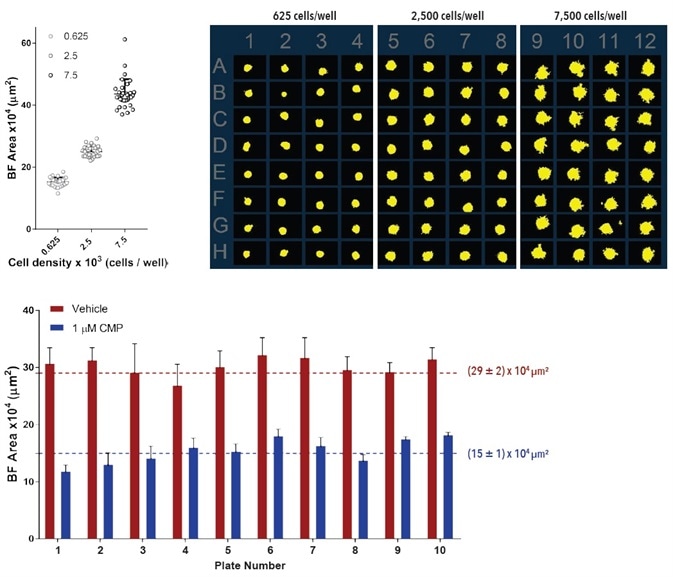 Precision and reproducibility of spheroid growth and shrinkage. Growth and shrinkage of A549 cells in a spheroid assay. For intra-plate reproducibility assessment, cells were plated at a density of 625, 2,500 or 7,500 cells per well and spheroids allowed to form for 72-hours. Variability plot analysis shows the largest BF area of individual wells at 180-hours post spheroid formation. Microplate overview image shows BF segmentation at 120-hours post spheroid formation. Data is expressed as mean ± SD (n=32). For inter-plate variability studies, cells were plated at a density of 2,500 cells per well, spheroid allowed to form for 72 - hours then treated with ±1 µM camptothecin. Bar graph analysis shows the Largest BF Object area (µm2) for both treatment groups. Data were collected over a 180-hour period at 6-hour intervals. All images captured at 10x magnification. Each data point represents mean ±SD, Precision and reproducibility of spheroid growth and shrinkage. Growth and shrinkage of A549 cells in a spheroid assay. For intra-plate reproducibility assessment, cells were plated at a density of 625, 2,500 or 7,500 cells per well and spheroids allowed to form for 72-hours. Variability plot analysis shows the largest BF area of individual wells at 180-hours post spheroid formation. Microplate overview image shows BF segmentation at 120-hours post spheroid formation. Data is expressed as mean ± SD (n=32). For inter-plate variability studies, cells were plated at a density of 2,500 cells per well, spheroid allowed to form for 72 - hours then treated with ±1 µM camptothecin. Bar graph analysis shows the Largest BF Object area (µm2) for both treatment groups. Data were collected over a 180-hour period at 6-hour intervals. All images captured at 10x magnification. Each data point represents mean ±SD,