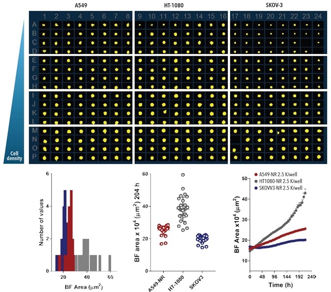 Miniaturizing Spheroid Growth and Shrinkage assay for assay optimization. Comparison of temporal growth profiles of A549, HT-1080 and SKOV-3 cells in a miniaturized spheroid assay. All cells seeded at a density ranging from 310 to 7,500 cells per well plated in a ULA round-bottom 384-well plate. Media was replenished 72-hours post seeding. Microplate overview image shows BF segmentation mask at 204-hours post-media replenishment. Histogram compares the distribution frequency of the BF area (µm²) across all cell types plated at 2,500 cells per well at this time-point. Variability plot analysis shows the largest BF area of individual wells at 204-hours. Time-course plots represent the differential temporal profile of the Largest BF Object Area metric (µm²) across the cell types. Data were collected over a 204-hour period at 6-hour intervals, all images captured at 10x magnification. Each data point represents mean ±SEM, Miniaturizing Spheroid Growth and Shrinkage assay for assay optimization. Comparison of temporal growth profiles of A549, HT-1080 and SKOV-3 cells in a miniaturized spheroid assay. All cells seeded at a density ranging from 310 to 7,500 cells per well plated in a ULA round-bottom 384-well plate. Media was replenished 72-hours post seeding. Microplate overview image shows BF segmentation mask at 204-hours post-media replenishment. Histogram compares the distribution frequency of the BF area (µm²) across all cell types plated at 2,500 cells per well at this time-point. Variability plot analysis shows the largest BF area of individual wells at 204-hours. Time-course plots represent the differential temporal profile of the Largest BF Object Area metric (µm²) across the cell types. Data were collected over a 204-hour period at 6-hour intervals, all images captured at 10x magnification. Each data point represents mean ±SEM,