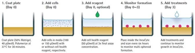Assay Workflow. Assay Workflow.