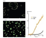 3D Multi-Spheroid Live-Cell Assays Formed on Bio-Matrices