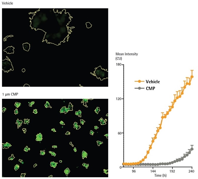 CMP induces loss of viability in MDA-MB-231 in 3D spheroid assay, as reported by IncuCyte Cytotox Green reagent. MDA-MB-231 cells were seeded in the presence of IncuCyte Cytotox Green reagent (250 nM) in flat bottom 96-well plates (1,000 cells/well, on a bed of Matrigel) and spheroids allowed to form (72h). Spheroids were treated with CMP (10 µM) or vehicle (0.1% DMSO). Fluorescent images compare vehicle or CMP treated conditions at 240 h (Brightfield outline mask shown in yellow). Time course shows loss of viability (increase in IncuCyte Cytotox Green fluorescence intensity). CMP induces loss of viability in MDA-MB-231 in 3D spheroid assay, as reported by IncuCyte Cytotox Green reagent. MDA-MB-231 cells were seeded in the presence of IncuCyte Cytotox Green reagent (250 nM) in flat bottom 96-well plates (1,000 cells/well, on a bed of Matrigel) and spheroids allowed to form (72h). Spheroids were treated with CMP (10 µM) or vehicle (0.1% DMSO). Fluorescent images compare vehicle or CMP treated conditions at 240 h (Brightfield outline mask shown in yellow). Time course shows loss of viability (increase in IncuCyte Cytotox Green fluorescence intensity).