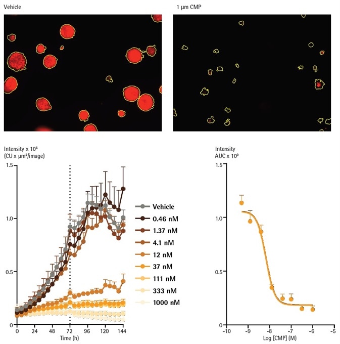 Analysis of spheroids expressing fluorescent proteins enables determination of concentration-dependent spheroid viability over time. MCF-7 cells were seeded in flat bottom 96-well plates (1,000 cells/well) on a bed of Matrigel and spheroids allowed to form (72h). Representative images taken at 144 h show a strong red fluorescent signal in a vehicle (0.1% DMSO) treated spheroids and a marked loss of red fluorescence in CMP treated spheroids. The yellow boundary in the images represents the Brightfield mask outline. Monitoring the integrated intensity from within the Brightfield boundary highlights increasing fluorescence under vehicle control conditions corresponding to the growth of the spheroid. Upon treatment with CMP (0.4 nM – 1 µM), a concentration dependent reduction in integrated fluorescence is observed, with abolishment of fluorescence with the highest concentration tested after 144 h. Analysis of spheroids expressing fluorescent proteins enables determination of concentration-dependent spheroid viability over time. MCF-7 cells were seeded in flat bottom 96-well plates (1,000 cells/well) on a bed of Matrigel and spheroids allowed to form (72h). Representative images taken at 144 h show a strong red fluorescent signal in a vehicle (0.1% DMSO) treated spheroids and a marked loss of red fluorescence in CMP treated spheroids. The yellow boundary in the images represents the Brightfield mask outline. Monitoring the integrated intensity from within the Brightfield boundary highlights increasing fluorescence under vehicle control conditions corresponding to the growth of the spheroid. Upon treatment with CMP (0.4 nM – 1 µM), a concentration dependent reduction in integrated fluorescence is observed, with abolishment of fluorescence with the highest concentration tested after 144 h.