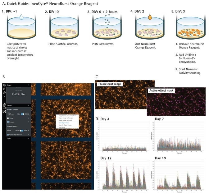IncuCyte S3 for Neuroscience and Neuronal Activity Application. Quick guide workflow of NeuroBurst Orange infection protocol (A). The Neuronal Activity user interface is capable of displaying object traces, viewing movies, and longitudinal data of neuronal activity from each well (B). Fluorescent range image and automated segmentation mask of each active object represents a snapshot of activity over the complete scan (C). An example of iCell GlutaNeuron calcium traces from each 3 min scan indicate changing neuronal activity (fluorescence intensity) over 17 days in culture (D). IncuCyte S3 for Neuroscience and Neuronal Activity Application. Quick guide workflow of NeuroBurst Orange infection protocol (A). The Neuronal Activity user interface is capable of displaying object traces, viewing movies, and longitudinal data of neuronal activity from each well (B). Fluorescent range image and automated segmentation mask of each active object represents a snapshot of activity over the complete scan (C). An example of iCell GlutaNeuron calcium traces from each 3 min scan indicate changing neuronal activity (fluorescence intensity) over 17 days in culture (D).
