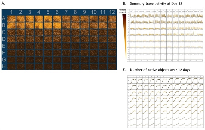 Functional activity of primary neurons. Primary rat forebrain neurons were seeded at 40K (rows A and B), 20K (rows C and D), 10K (rows E and F), and 5K (rows G and H) cells / well. All densities of neurons were plated in a co-culture with primary rat astrocytes seeded at 15K cells/well and transduced with the NeuroBurst Orange Reagent. 96-well vessel view of the range image over the course of the scan provides a snapshot of active wells at each time point (A). Summary traces of fluorescence intensity across all active objects for the 96-well plate at day 12 provide an overview of activity and display metrics of bursting intensity, active object number and mean correlation (B). 96-well throughput with high kinetic reproducibility over 12 days in culture (C). Functional activity of primary neurons. Primary rat forebrain neurons were seeded at 40K (rows A and B), 20K (rows C and D), 10K (rows E and F), and 5K (rows G and H) cells / well. All densities of neurons were plated in a co-culture with primary rat astrocytes seeded at 15K cells/well and transduced with the NeuroBurst Orange Reagent. 96-well vessel view of the range image over the course of the scan provides a snapshot of active wells at each time point (A). Summary traces of fluorescence intensity across all active objects for the 96-well plate at day 12 provide an overview of activity and display metrics of bursting intensity, active object number and mean correlation (B). 96-well throughput with high kinetic reproducibility over 12 days in culture (C).