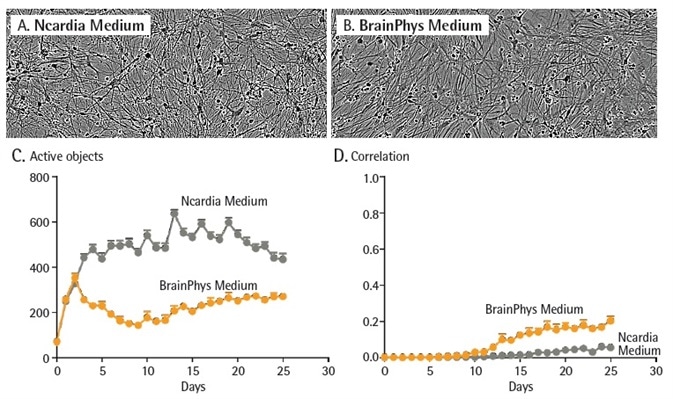 Culture conditions impact neuronal activity. Peri.4U neurons were seeded at 25K cells/wells with a co-culture of primary rat astrocytes seeded at 15K cells/well on 96-well culture plates. Neurons were infected with NeuroBurst Orange reagent at day 2. Cells were then cultured in Complete BrainPhys Medium or Neuro.4U Medium Morphology of the neurons was not affected by media differences (A and B). Active object number (C) and mean correlation (D) were plotted over 25 days in culture. Data points represent Mean ± SEM. Culture conditions impact neuronal activity. Peri.4U neurons were seeded at 25K cells/wells with a co-culture of primary rat astrocytes seeded at 15K cells/well on 96-well culture plates. Neurons were infected with NeuroBurst Orange reagent at day 2. Cells were then cultured in Complete BrainPhys Medium or Neuro.4U Medium Morphology of the neurons was not affected by media differences (A and B). Active object number (C) and mean correlation (D) were plotted over 25 days in culture. Data points represent Mean ± SEM.