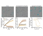 Neuronal and Microglial Analysis for Alzheimer’s Disease Models