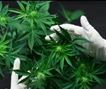 Brain Differences in Cannabis Users