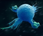 New molecular mechanism that regulates the sentinel cells of the immune system