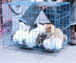 Infectious diseases from animals likely to cause further pandemics