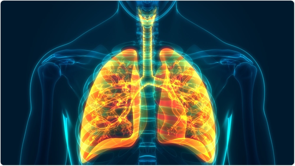 Lungs