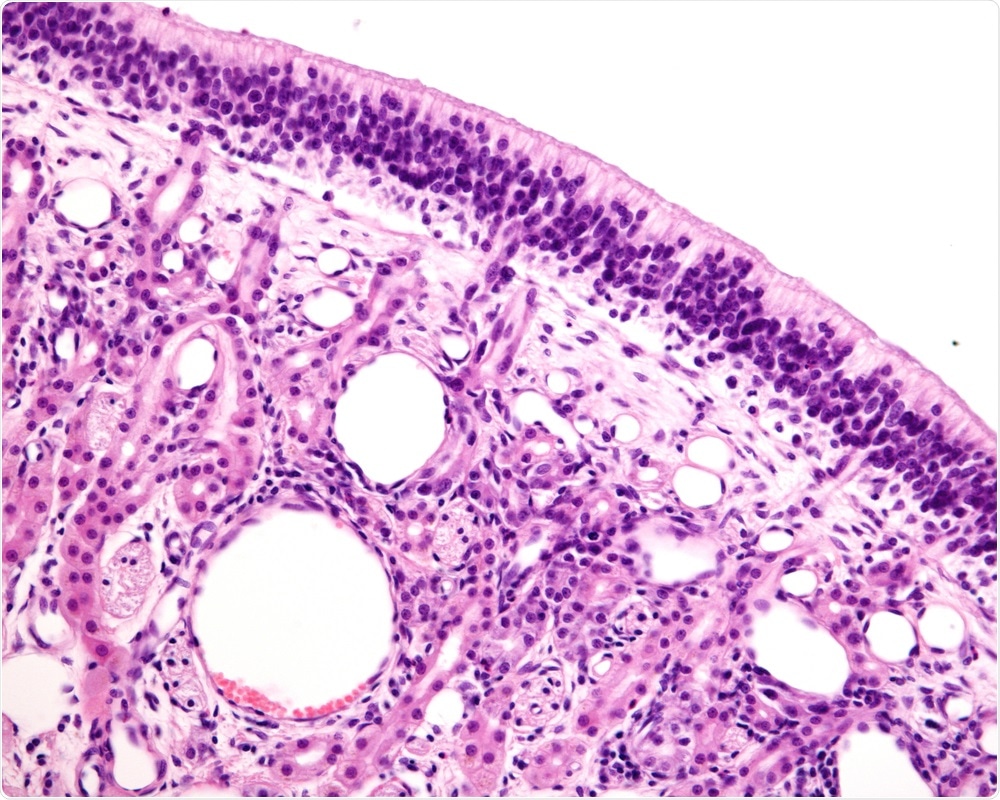 Olfactory Mucosa