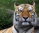 Fecal shedding of SARS-CoV-2 in big cats at the Bronx Zoo