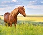 Horse walks into the bar, barman says why the long face?