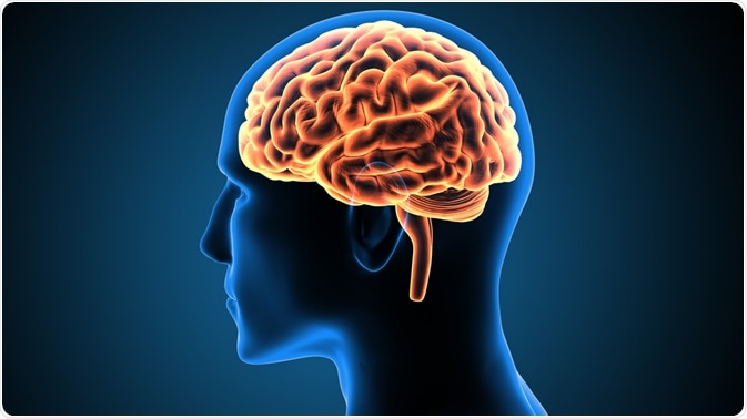 brain