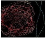 Visualizing Cellar Data with Fluorescence Microscopy