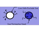 Overcome Biopharma Automated Cell Counting Pitfalls