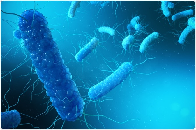 Gram-Negative Bacteria