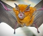 Health expert warns of the increasing threat of animal-to-human coronaviruses