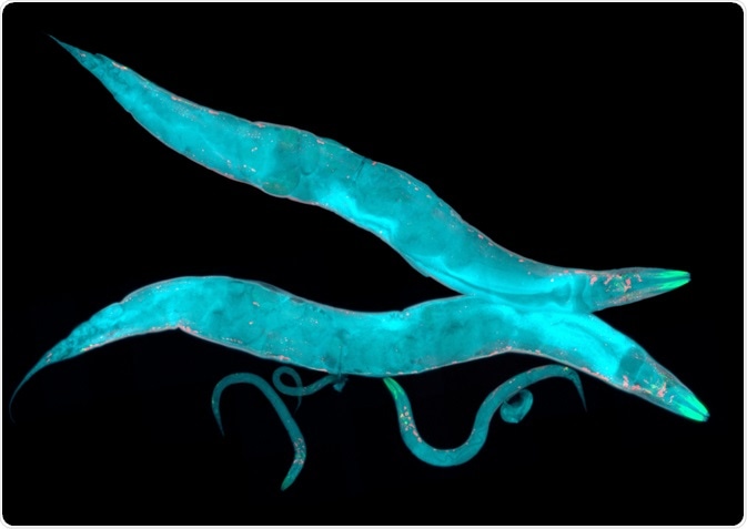c. elegans