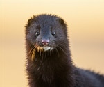 COVID-19 in farmed Mink in the Netherlands