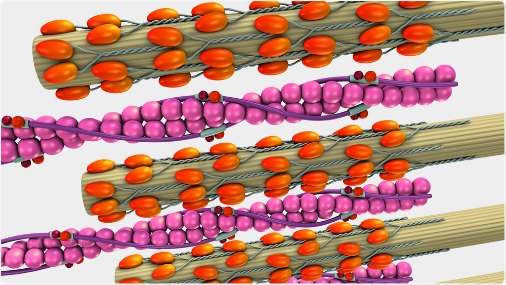 Muscle Contraction