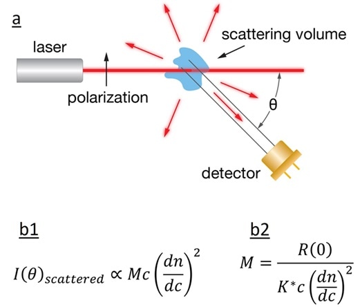 a) Schematic diagram of light scattering; b1) The intensity of the scattered light is related to the product of molar mass, concentration, and square of the refractive index increment; b2) calculation of the sample’s MW. a) Schematic diagram of light scattering; b1) The intensity of the scattered light is related to the product of molar mass, concentration, and square of the refractive index increment; b2) calculation of the sample’s MW.