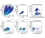 Isolating SARS-CoV-2 Antibodies for Future Treatments