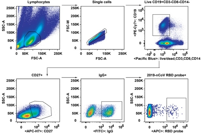 Gating strategy for analysis and isolation of SARS-CoV-2 RBD-specific memory B cells. Gating strategy for analysis and isolation of SARS-CoV-2 RBD-specific memory B cells.