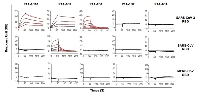 Binding kinetics of selected mAbs with SARS-CoV-2 RBD, SARS-CoV RBD and MERS-CoV RBD measured by SPR. Binding kinetics of selected mAbs with SARS-CoV-2 RBD, SARS-CoV RBD and MERS-CoV RBD measured by SPR.