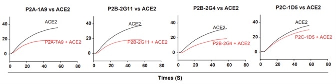 Antibody and ACE2 competition for binding to SARS-CoV-2 RBD measured by SPR. Antibody and ACE2 competition for binding to SARS-CoV-2 RBD measured by SPR.