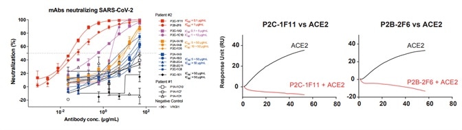 Antibody neutralization analyzed by pseudovirus. Antibody neutralization analyzed by pseudovirus.