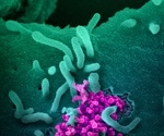 Cats resistant to SARS-CoV-2 reinfection