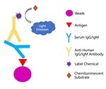 N Protein in COVID-19 Diagnostic Kits